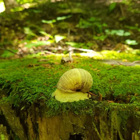 Feriehus Jurcek Kotlje