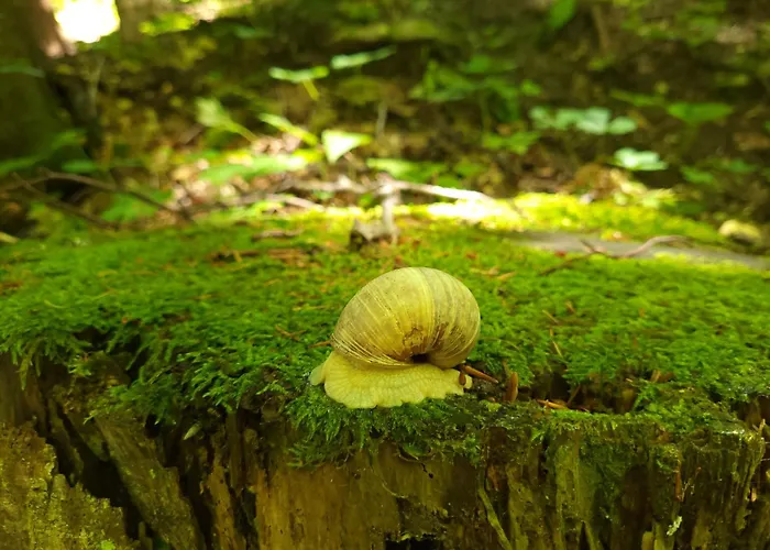 度假居 Jurcek Kotlje